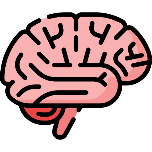 brain